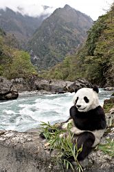 Beautiful Wolong