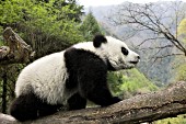 Panda cub walking on a horizontal tree branch