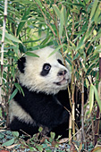 Panda cub in a bamboo grove