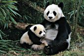 Panda mom & cub in a bamboo forest