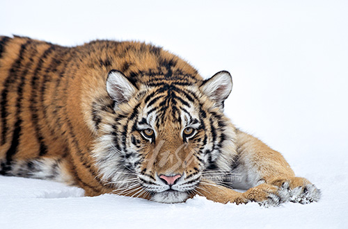 Winter Watch