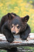 Black bear cub resting on a log