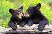 Sibling bear cubs nuzzling one another