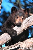 Black bear cub resting in a tree