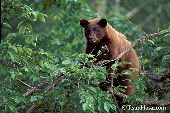 Cinnamon phase yearling in a tree