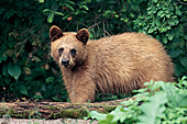 Black bear yearling (cinnamon phase) in a spring forest