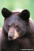 Black bear yearling (cinnamon phase)