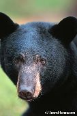 Black bear portrait