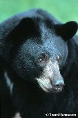 Black bear