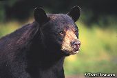Black bear (cinnamon phase)