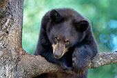 Yearling bear resting on tree branch