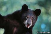 Black bear yearling (cinnamon phase)