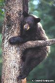 Black bear yearling (cinnamon phase) in tree