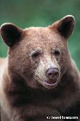 Black bear (blonde phase)