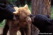 Sparring black bears (blonde & black phases)
