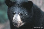 Black bear cub