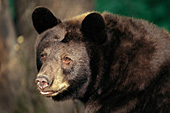 Black bear yearling (cinnamon phase)