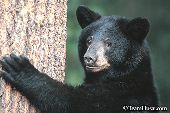 Bear standing up against a tree