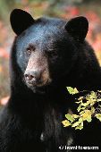 Black bear portrait