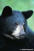 Black bear cub