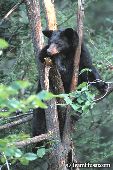 Black bear yearling resting in a tree