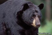 Large boar black bear