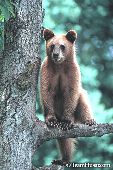 Black bear yearling (cinnamon phase) in tree