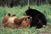 Sparring black bears (blonde & black phases)
