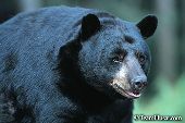 Black bear