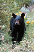 Black bear yearling