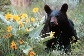 Black bear yearling in balsomroot flowers