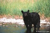 Black bear yearling crossing a river