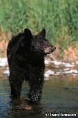 Black bear yearling crossing a river