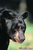 Black bear portrait