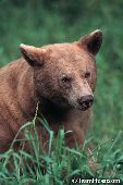 Black bear (blonde phase)