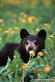 Black bear cub in dandelion field