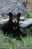 Black bear cub