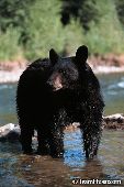 Black bear yearling crossing a river