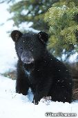 Black bear cub in snow