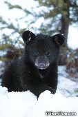 Black bear cub in snow