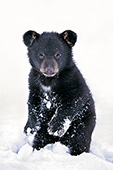 Black bear cub playing in snow