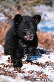 Black bear cub