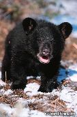 Inquisitive bear cub