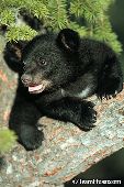 Black bear cub in a tree