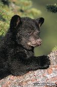 Black bear cub in a tree