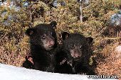 Pair of black bear cubs in early spring
