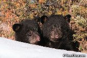 Pair of black bear cubs in early spring