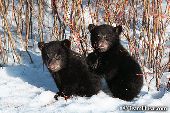 Pair of black bear cubs in snow & willows