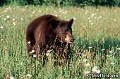 Cinnamon black bear in a field of wildflowers