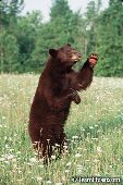 Cinnamon black bear in a field of wildflowers